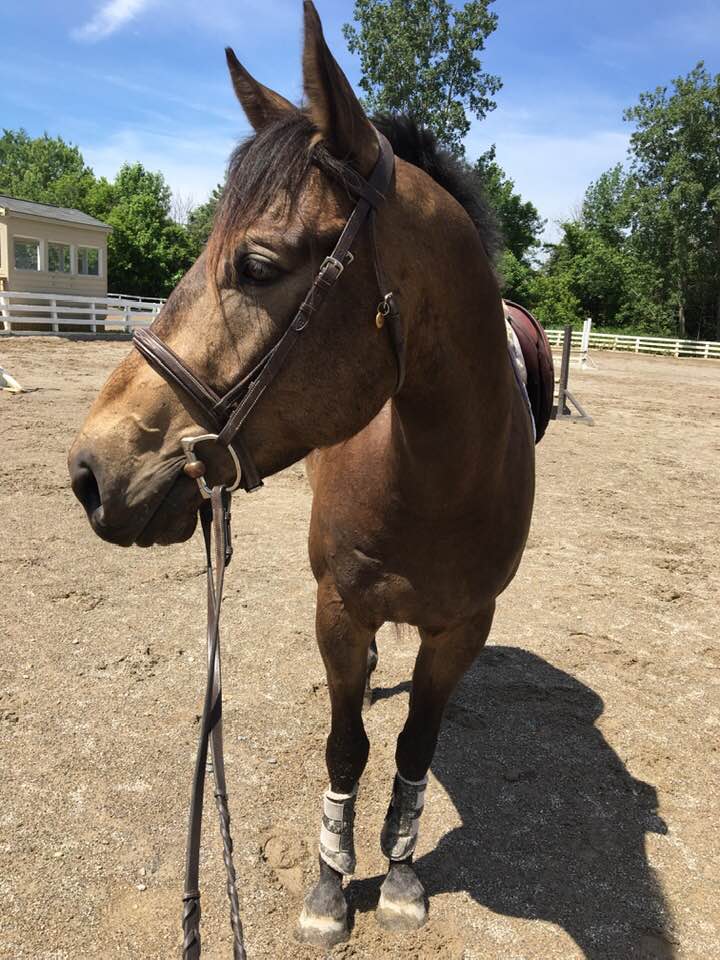 Lesson Horses – Windermere Equestrian Center